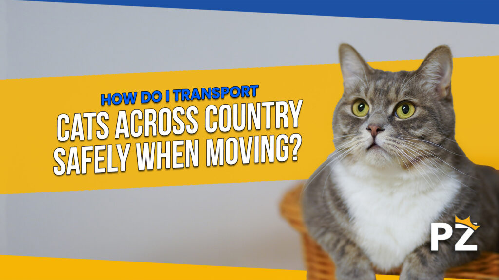 10 Tips for How Do I Transport Cats Across Country Safely When Moving in 2023