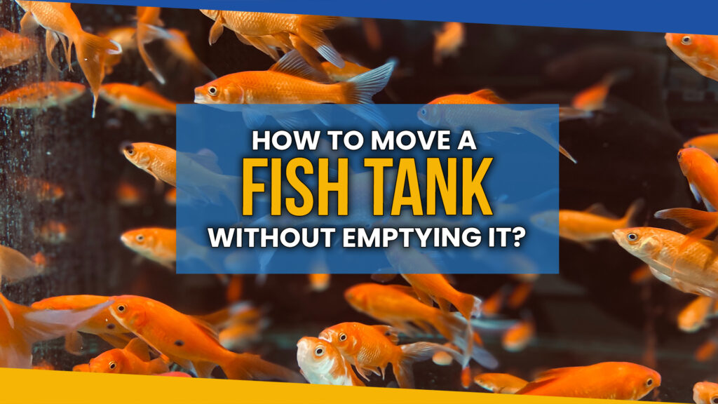 How to Move a Fish Tank Without Emptying It | Expert Advice & Tips