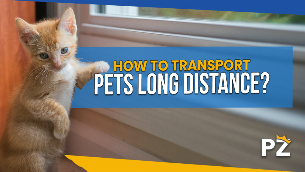 How to Transport Pets Long Distance: A Comprehensive Guide
